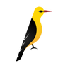 Logotype for Oriole Resources 